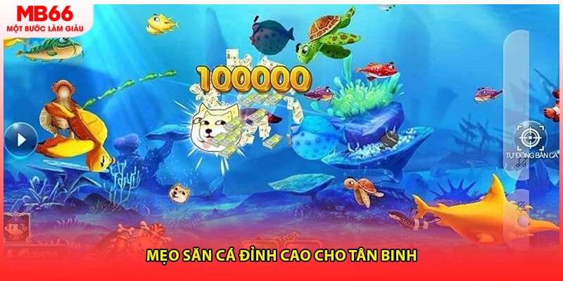 Mẹo săn cá đỉnh cao cho tân binh